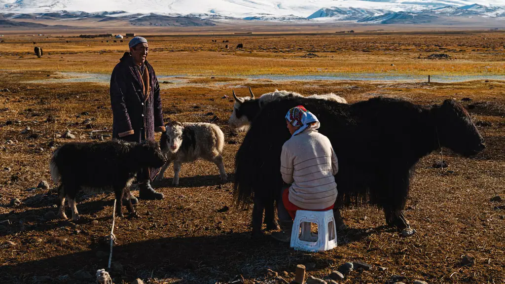 A family milks their yaks in the morning light