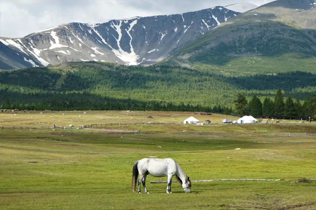 A white horse grazing below gers and snowy peaks