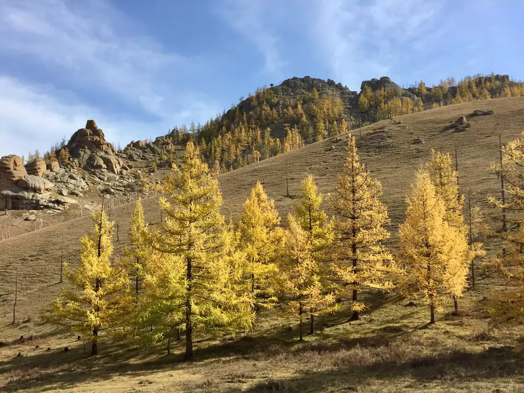 Larches turning gold on a rocky hillside