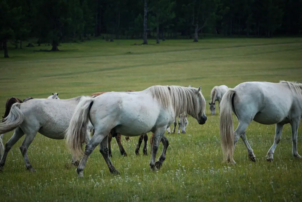 White horses grazing on a summer meadow
