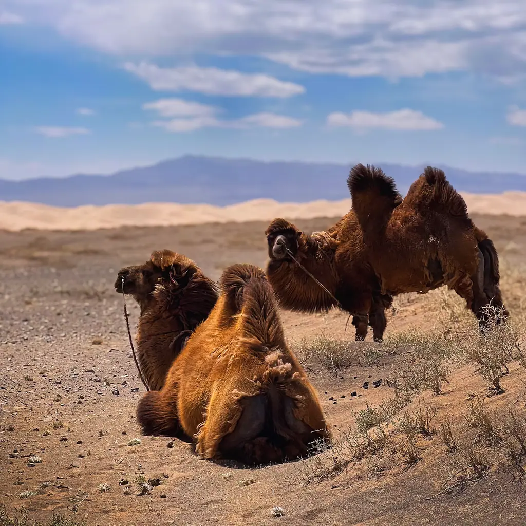 Bactrian camels resting at the foot of the dunes