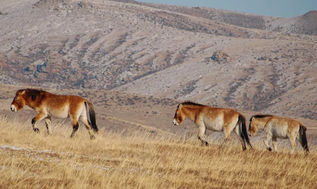 A family of takhi, the wild Przewalski’s horse, on an autumn hillside