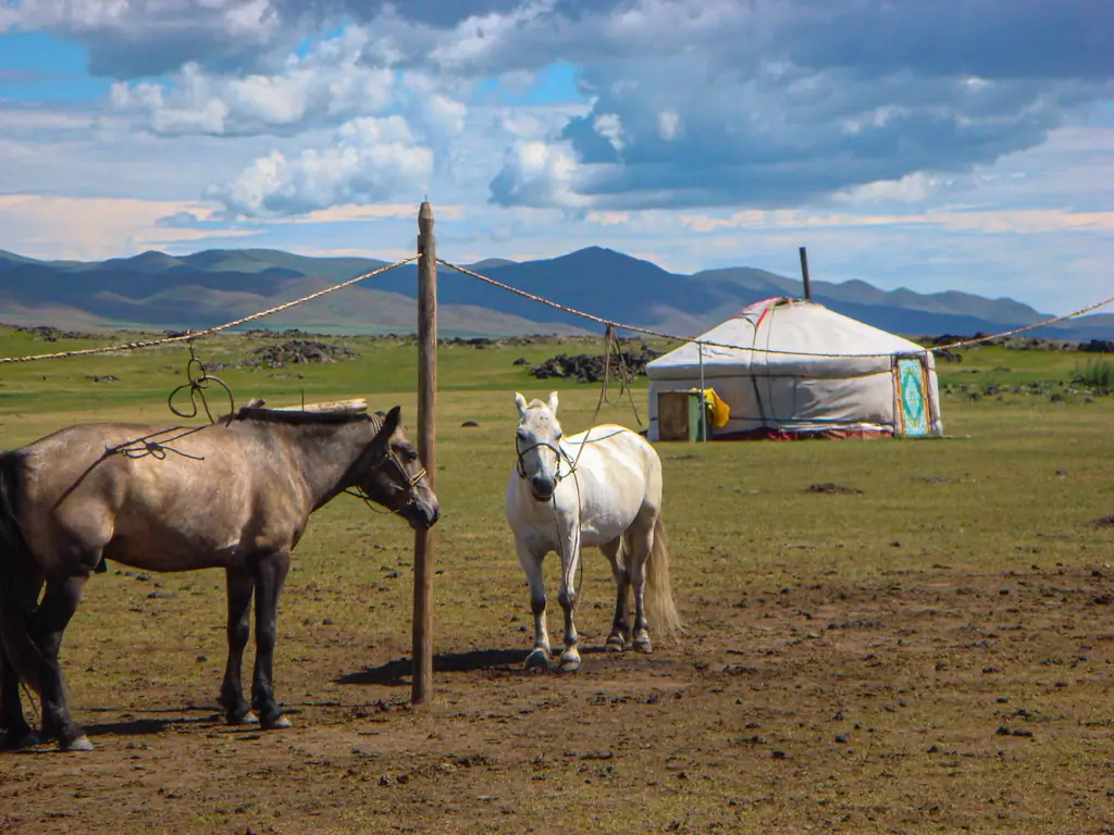 Saddled horses tied up outside a family ger